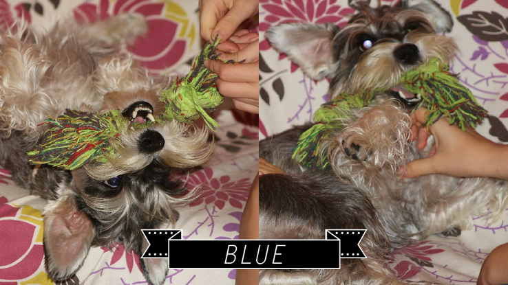 Slider blue