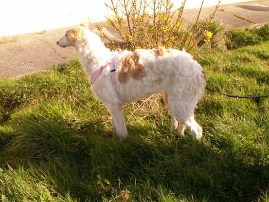 Slider chiens barzoi 9a8ee760 6370 ac14 c556 da8a836f40ac