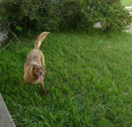 Slider brasil perro