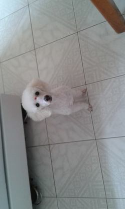 Slider princesagudog