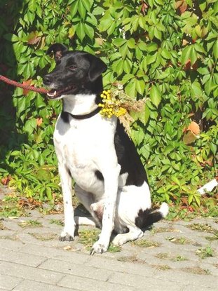 Slider idefix