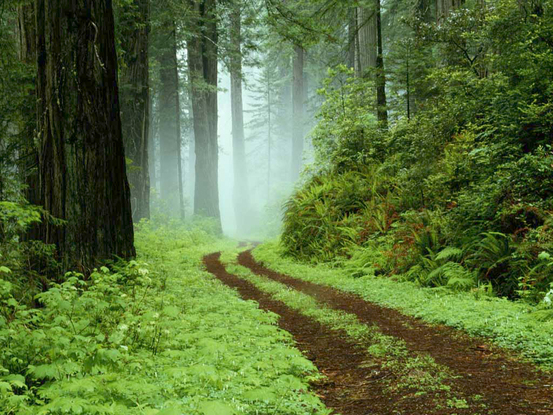Slider forest
