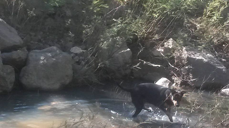 Slider grace boceron labrador garde