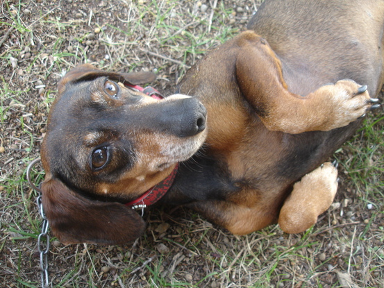 Slider cannelle