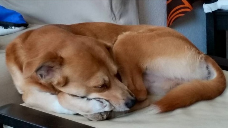 Slider simba