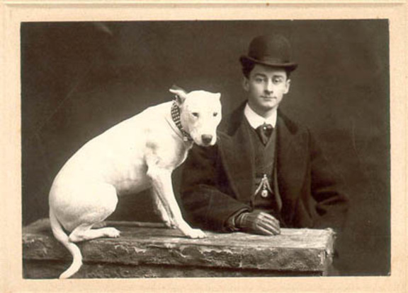 Slider hinksbullterrier gentlemansdog