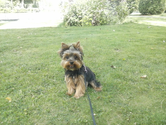 Slider chester
