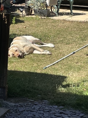 Tracy Experienced Dog Sitter Service in Bedworth from £30 Gudog