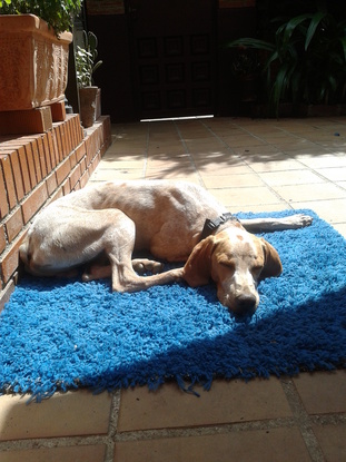 Slider drako duerme en alfombra azul
